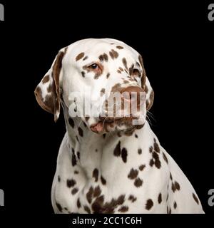 Ritratto di triste cane dalmata stare su isolato sfondo nero Foto Stock