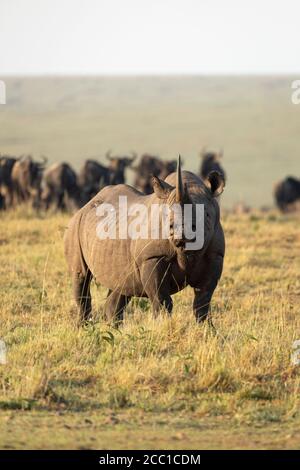 Rinoceronte nero adulto in piedi di fronte alla mandria di wildebeest in Golden pomeriggio luce nelle pianure Masai Mara Kenya Foto Stock