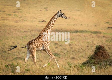 Lato sulla giraffa che corre nel tardo pomeriggio a Masai Mara In Kenya Foto Stock