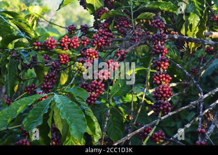 Un fagiolo di caffè è un seme della pianta di Coffea e la fonte per il caffè. È la buca all'interno del frutto rosso o viola spesso indicato come ciliegia. JUS Foto Stock