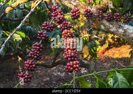 Un fagiolo di caffè è un seme della pianta di Coffea e la fonte per il caffè. È la buca all'interno del frutto rosso o viola spesso indicato come ciliegia. JUS Foto Stock