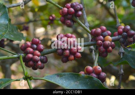 Un fagiolo di caffè è un seme della pianta di Coffea e la fonte per il caffè. È la buca all'interno del frutto rosso o viola spesso indicato come ciliegia. JUS Foto Stock