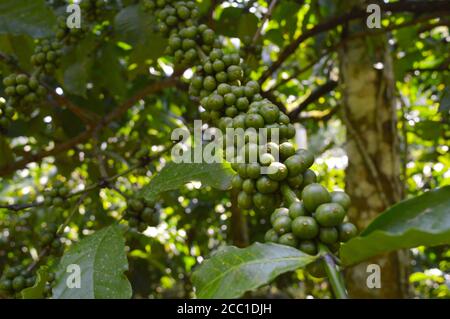 Un fagiolo di caffè è un seme della pianta di Coffea e la fonte per il caffè. È la buca all'interno del frutto rosso o viola spesso indicato come ciliegia. JUS Foto Stock