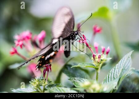 Mormone comune (Papilio Polytes Polytes Type-II) Foto Stock