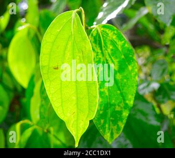 La foglia di betel è principalmente consumata in Asia, e altrove nel mondo da alcuni emigranti asiatici, come il quid di betel o in paan, con la noce di Areca e/o il tabacco. Poll Foto Stock