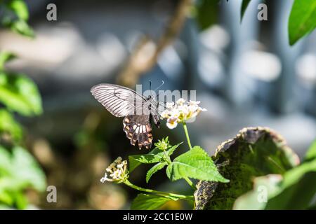 Mormone comune (Papilio Polytes Polytes Type-II) Foto Stock