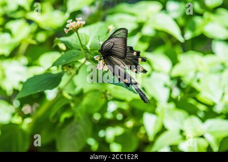 Mormone comune (Papilio Polytes Polytes Type-II) Foto Stock