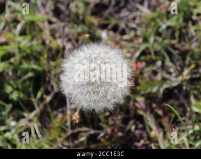 Dente di leone testa di fiore essiccata in un prato Foto Stock