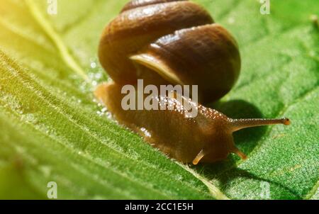 Macro shot di lumaca comune sulla foglia. Pomatia elicoidale. Foto Stock