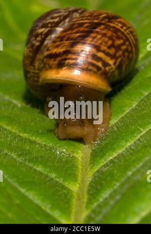 Macro shot di lumaca comune sulla foglia. Pomatia elicoidale. Foto Stock