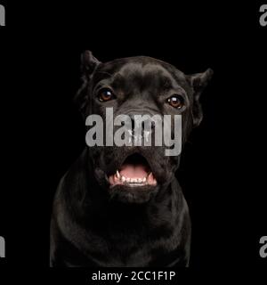 Ritratto di piangere cane corso Puppy, studio girato su isolato sfondo nero Foto Stock