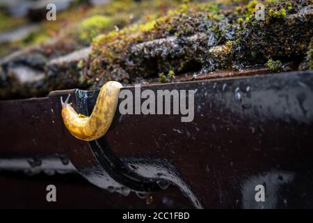 Il fuoco poco profondo di un grande slug del giardino visto muoversi fuori da una grondaia traboccante dopo un downpour pesante. Muschio può essere visto sulle piastrelle. Foto Stock