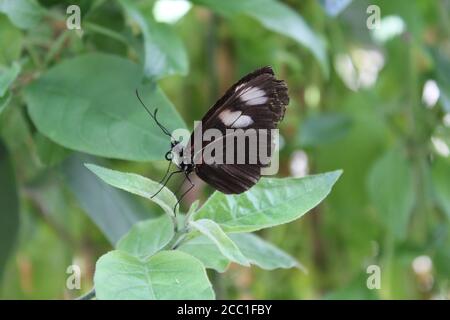 Farfalla in stabilimento a Malahide, Irlanda Foto Stock