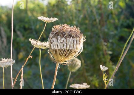Carota di Daucus, carota selvatica, nido d'uccello, fiori bianchi di pizzo del vescovo in fuoco macro-selettivo dei prati Foto Stock
