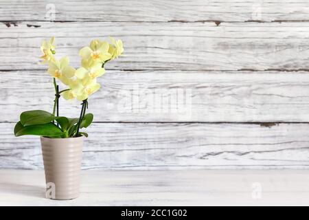 Bella mini giallo Phalaenopsis Orchid su un tavolo rustico su uno sfondo bianco di legno con spazio libero per il testo. Vista frontale. Foto Stock