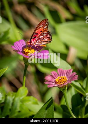 Primo piano di una farfalla di Fritillary del Golfo, Avgraulis vanillae nigrior, su un fiore di Zinnia Foto Stock