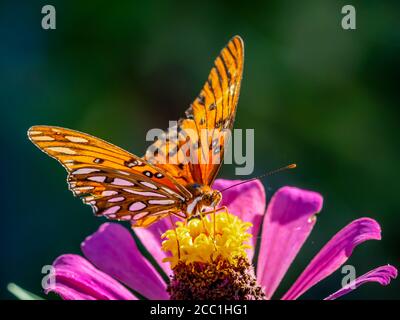 Primo piano di una farfalla di Fritillary del Golfo, Avgraulis vanillae nigrior, su un fiore Foto Stock