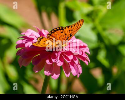 Primo piano di una farfalla di Fritillary del Golfo, Avgraulis vanillae nigrior, su un fiore di Zinnia Foto Stock