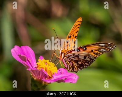 Primo piano di una farfalla di Fritillary del Golfo, Avgraulis vanillae nigrior, su un fiore di Zinnia Foto Stock