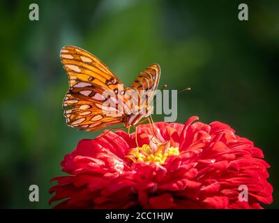 Primo piano di una farfalla di Fritillary del Golfo, Avgraulis vanillae nigrior, su un fiore Foto Stock