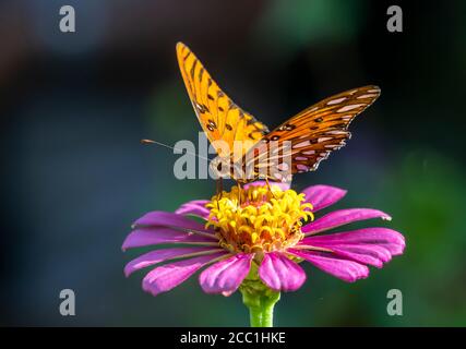 Primo piano di una farfalla di Fritillary del Golfo, Avgraulis vanillae nigrior, su un fiore di Zinnia Foto Stock