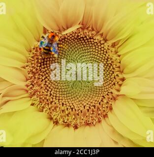 Ape su Girasole Foto Stock