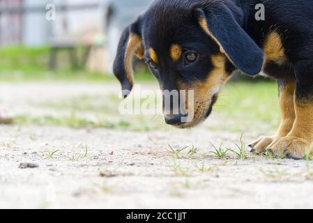 Dachshund Puppy cammina ed esplora. Non puppy purebred, puoch carino. Foto Stock