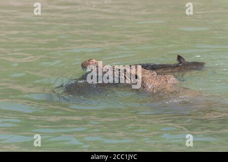 Acqua salata coccodrillo nuoto con un cinghiale uccidere in bocca, Sundarban National Park, Bengala Occidentale, India Foto Stock