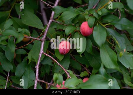 giovane prugne fresca che cresce su un ramo nel garden.selective messa a fuoco Foto Stock