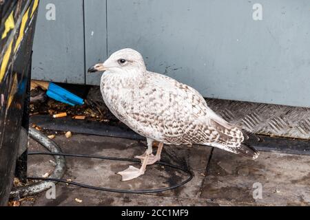 Un gabbiano giovanile disorientato aringa gabbiano aringa (Larus argentatus) in cerca di rifugio dietro i bidoni spazzatura alla stazione di King's Cross, Londra, Regno Unito Foto Stock