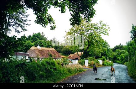 Vista panoramica di graziosi cottage irlandesi immersi in un'alta foresta alberi sul lato di una strada di campagna dove due i cani di boxer stanno camminando Foto Stock