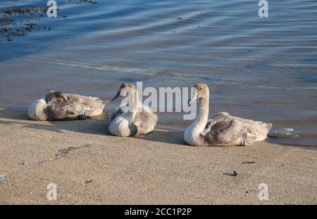 Mute cigni (Cygnus olor) creti sulla marina scivoli. Foto Stock