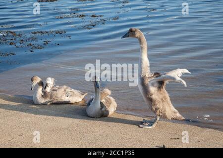 Mute cigni (Cygnus olor) cynets sulla marina scivoli. Foto Stock