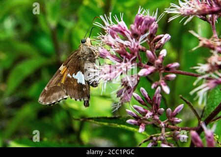 In agosto, lo skipper si è sguazzato in argento su Joe Pye Weed Foto Stock