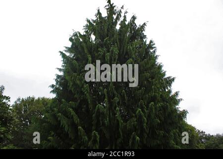 Grande albero di stile salice piangente in una giornata nuvolosa a Smithills, Inghilterra Foto Stock