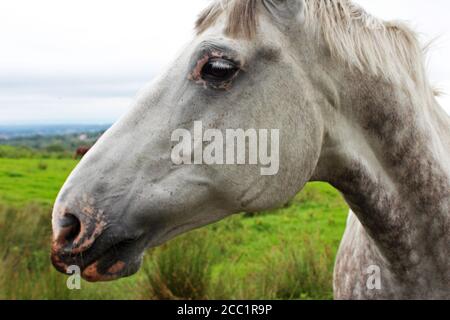 Primo piano del viso e del collo di un cavallo grigio ananas con la pelle rosa intorno alla bocca e gli occhi su un campo su Winter Hill, Inghilterra Foto Stock