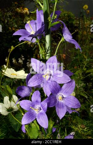 La Campanula piramidalis è originaria dell'Europa sudorientale (Italia) e dei Balcani occidentali. Foto Stock