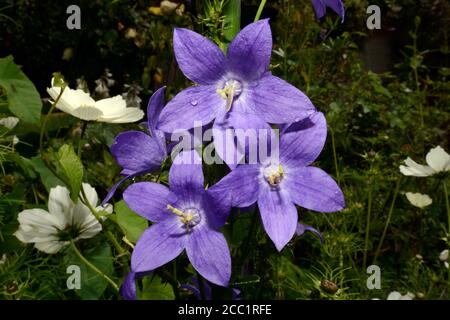 La Campanula piramidalis è originaria dell'Europa sudorientale (Italia) e dei Balcani occidentali. Foto Stock