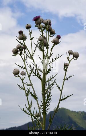 Pianta non comune Cirsium eriophorum in montagna. Conosciuto come Woolly Thistle. Enorme pianta che cresce in montagna, collina in background. Foto Stock