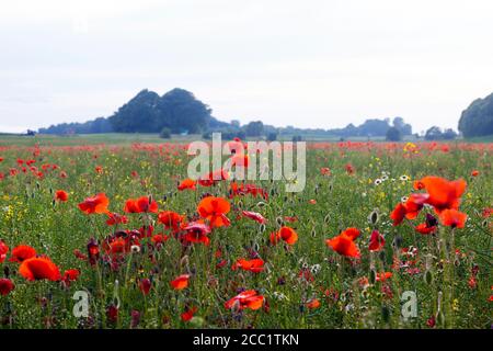 Campo di papavero, il simbolo per ricordare gli eroi caduti della guerra Foto Stock