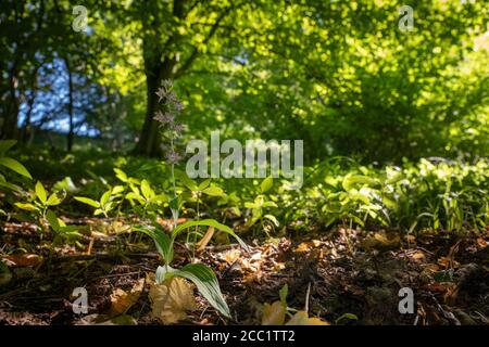 Ampia helleborine di lievito, Epipelactis helleborine, in tarda estate in un bosco dell'Oxfordshire Foto Stock