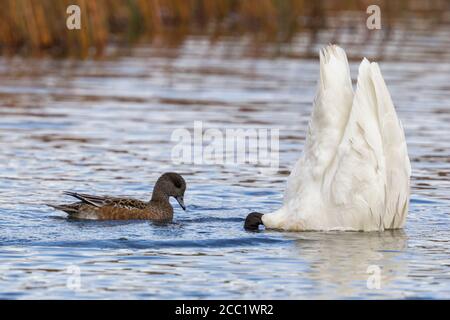 Stati Uniti d'America, Alaska, Trumpeter Swan e Stellers Eider in acqua Foto Stock
