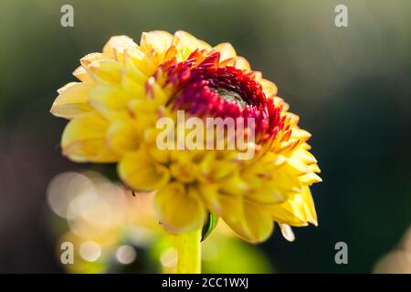 Germania, Hesse, Fiore Dahlia testa, close up Foto Stock