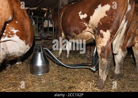 Germania, Baden Wuerttemberg, mucca mungere dalla macchina Foto Stock