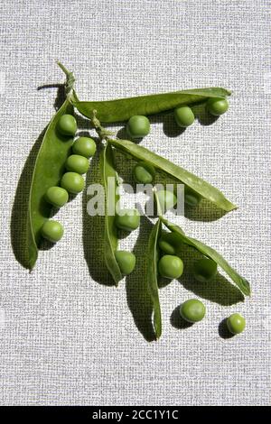 Snow piselli in pod, close-up Foto Stock