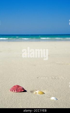 VAE, Dubai Jumeirah Beach, shelss in sabbia Foto Stock