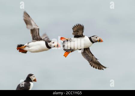 Inghilterra, Northumberland, i puffini battenti contro sky Foto Stock