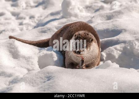 La Germania, il Land Brandeburgo, Lontra europea mangiare pesce in inverno Foto Stock