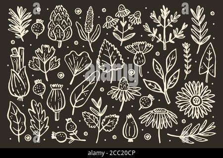 Set di erbe grande. Piante forestali. Fiore, ramo, foglia, luppolo, cono. Elementi naturali. Illustrazione vettoriale isolata su sfondo scuro. Illustrazione Vettoriale