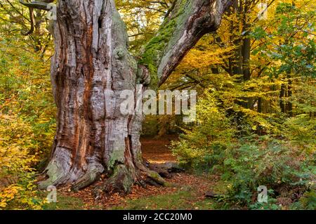 Germania, Hesse, quercia in autunno a Jungle Sababurg Foto Stock